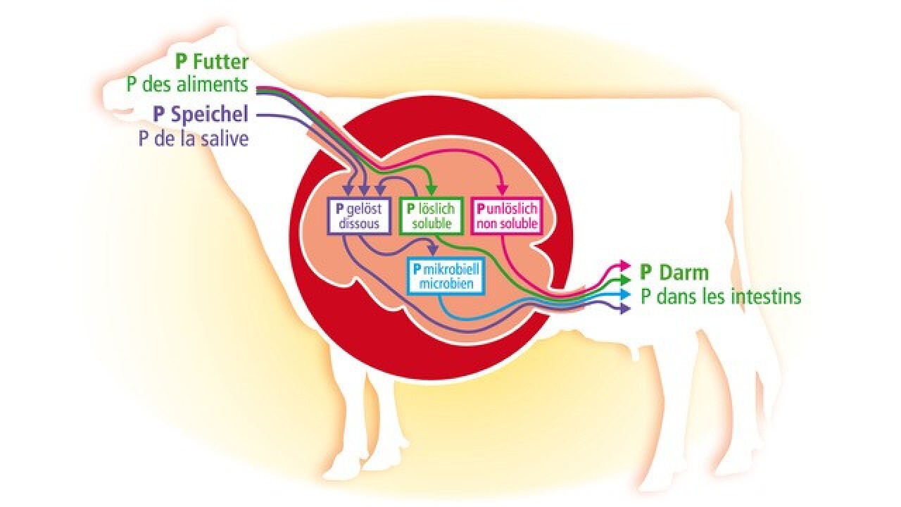 RUMOPLEX® deckt den Phosphorbedarf der Mikroorganismen (5g/kg FOS) optimal ab.