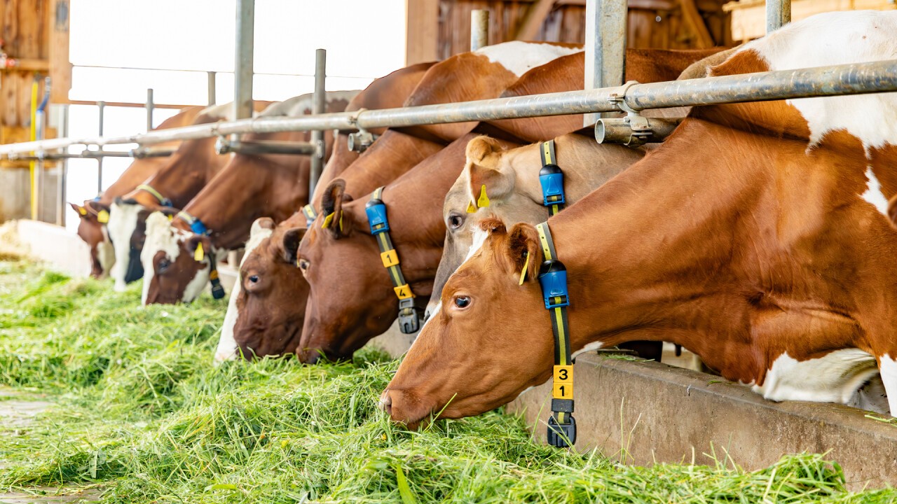 Ein System wie SenseHub®, das Fressverhalten und Aktivität der Tiere misst, entdeckt auch Erkrankungen früh und zuverlässig.