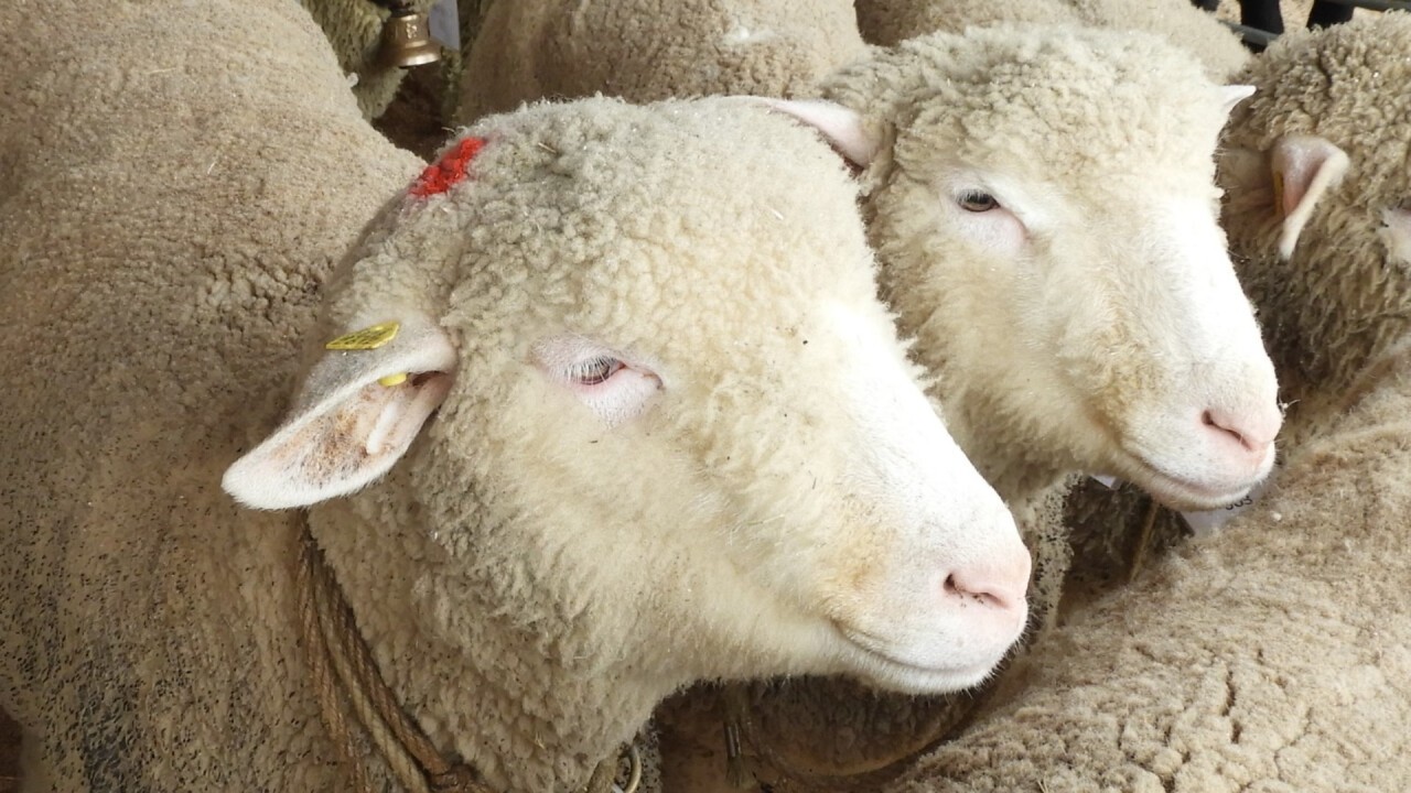 das Weisse Alpenschaf