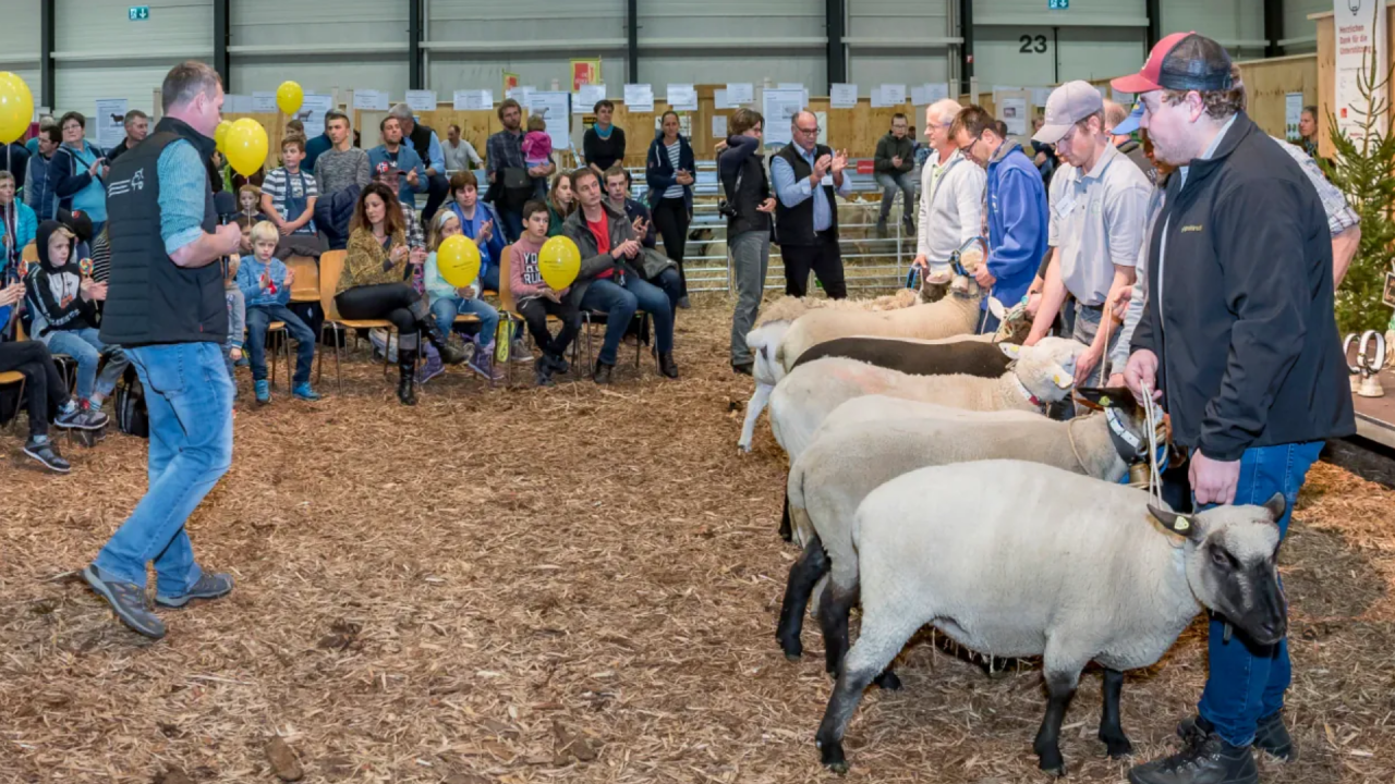 Die meisten Züchterinnen und Züchter präsentieren ihre Tiere gleich selbst.