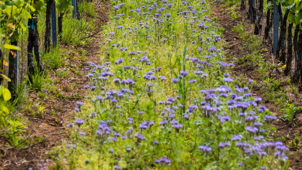 Welche Begrünung passt zu Ihrem Weinberg? (semik/shutterstock.com)