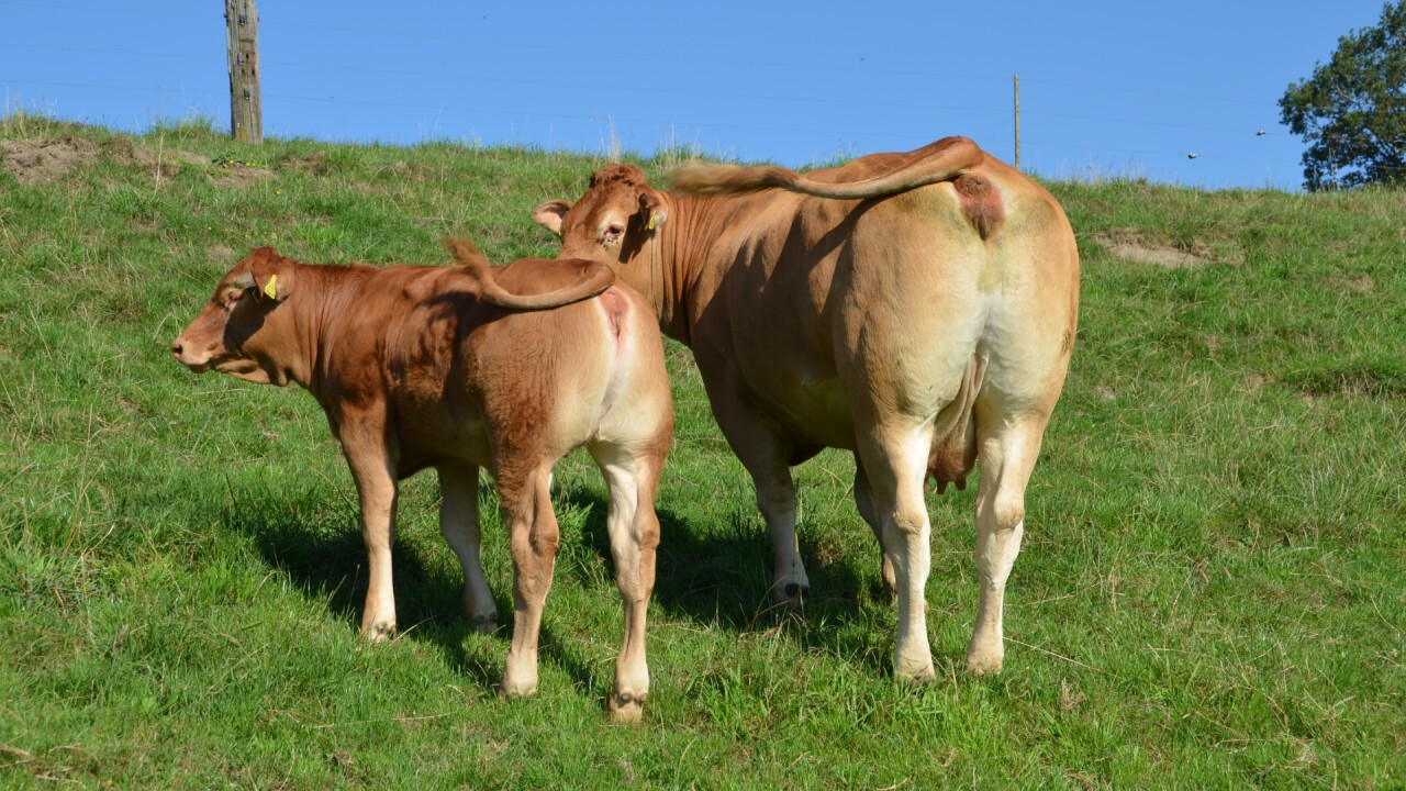 Limousin