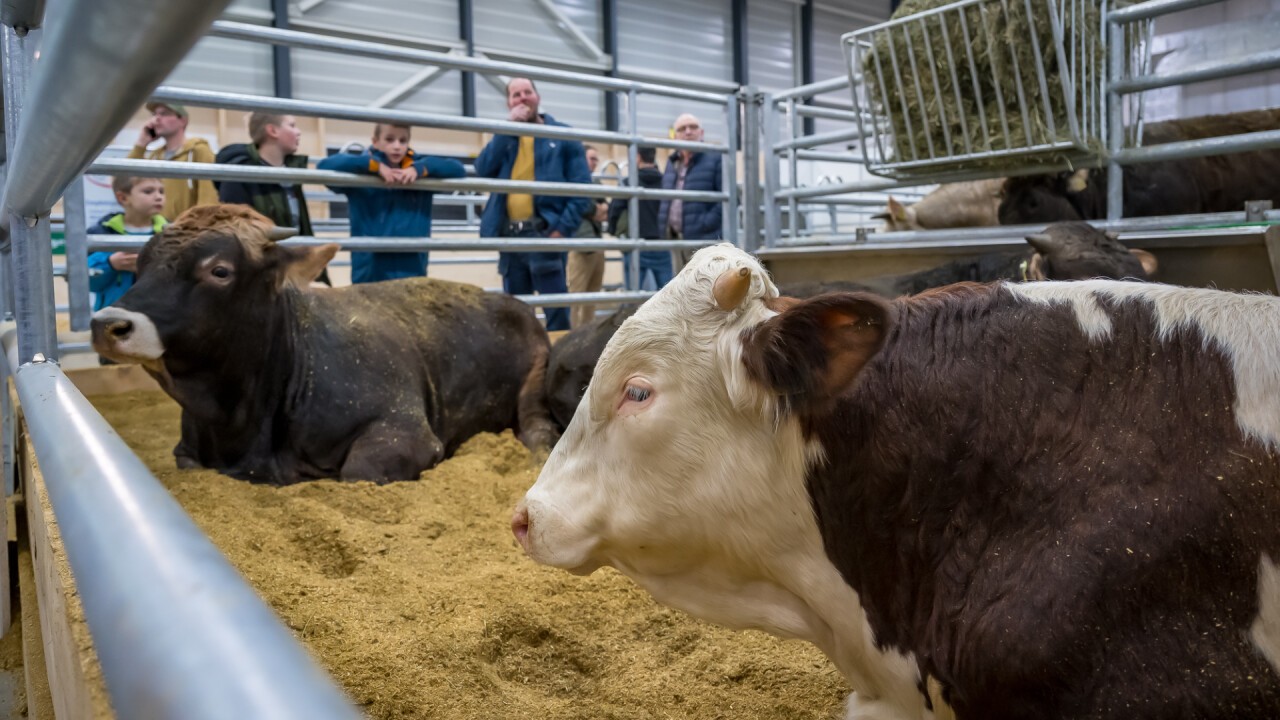 Tier Ausstellungen sorgten für grosses Interesse.