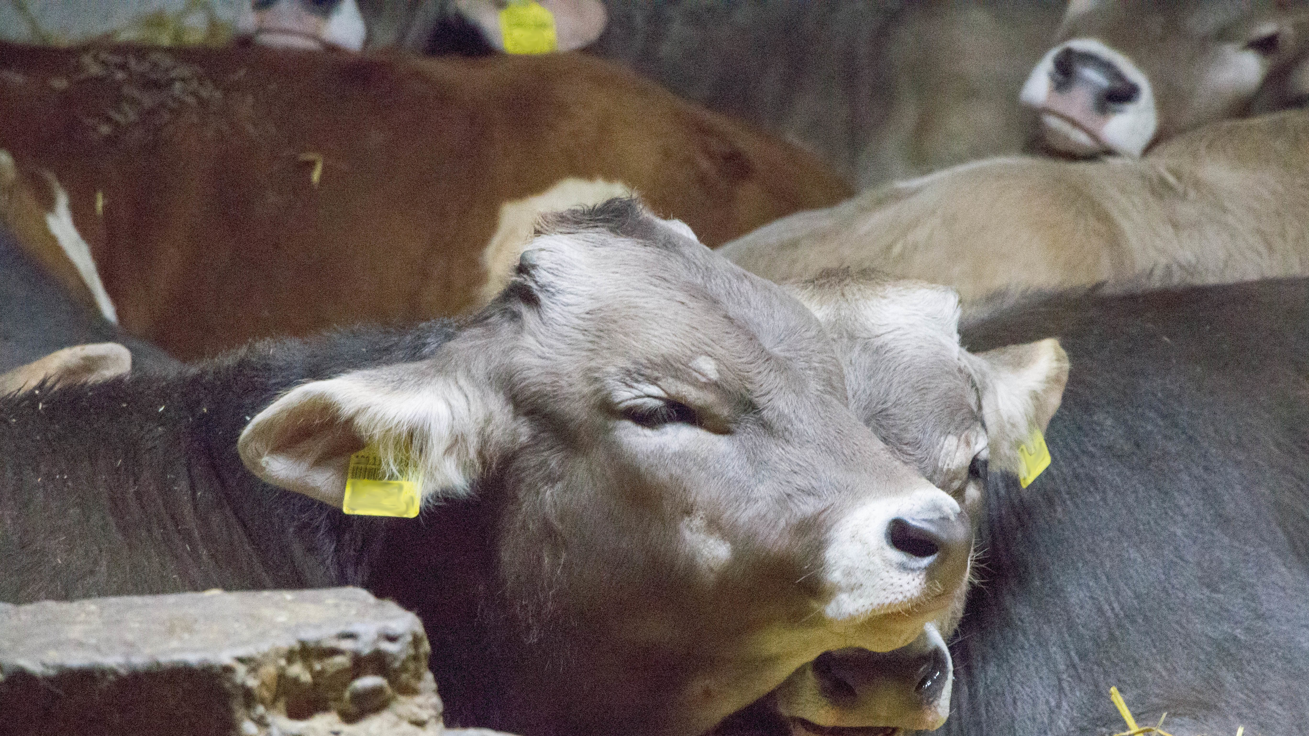 Abgeheilte Flechten. Bild aus einem Mastbetrieb in Schötz (LU).