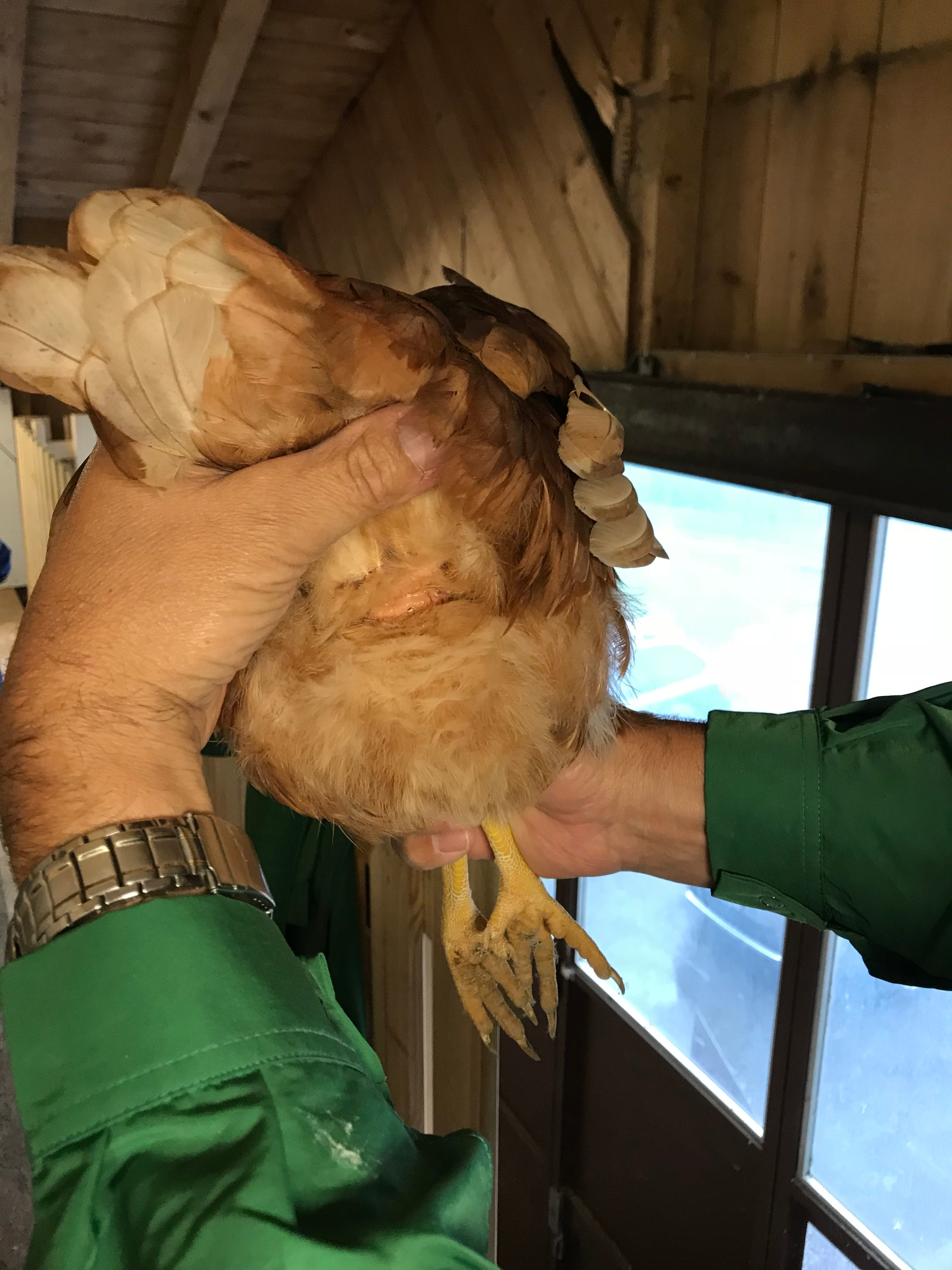 Die Kloake wird auf Rötungen oder gar schmierigen Ausfluss untersucht.