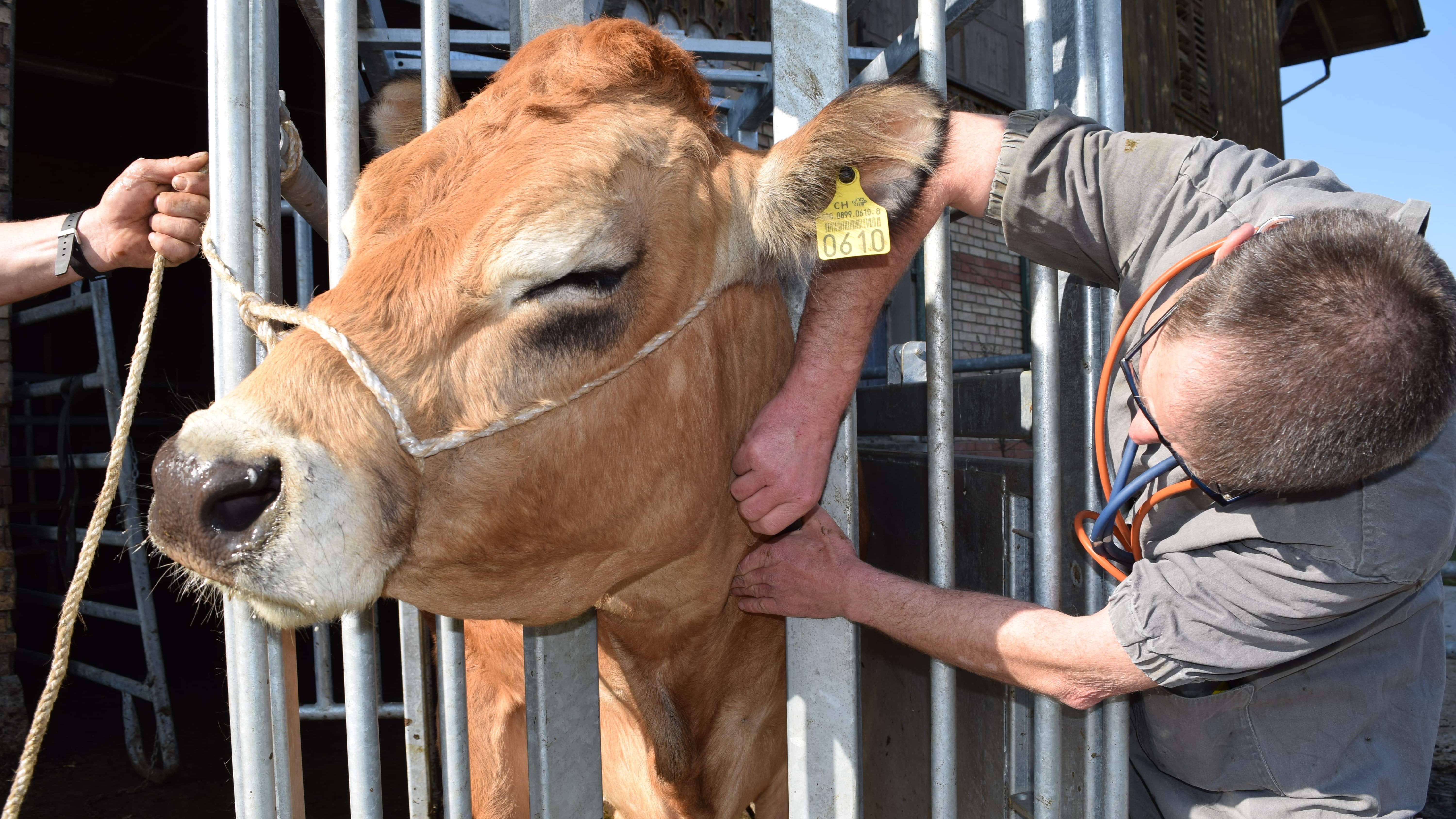 Einfacher Zugang zum Tier für den Tierarzt, kürzere Behandlungszeit, weniger Stress für die Kuh.