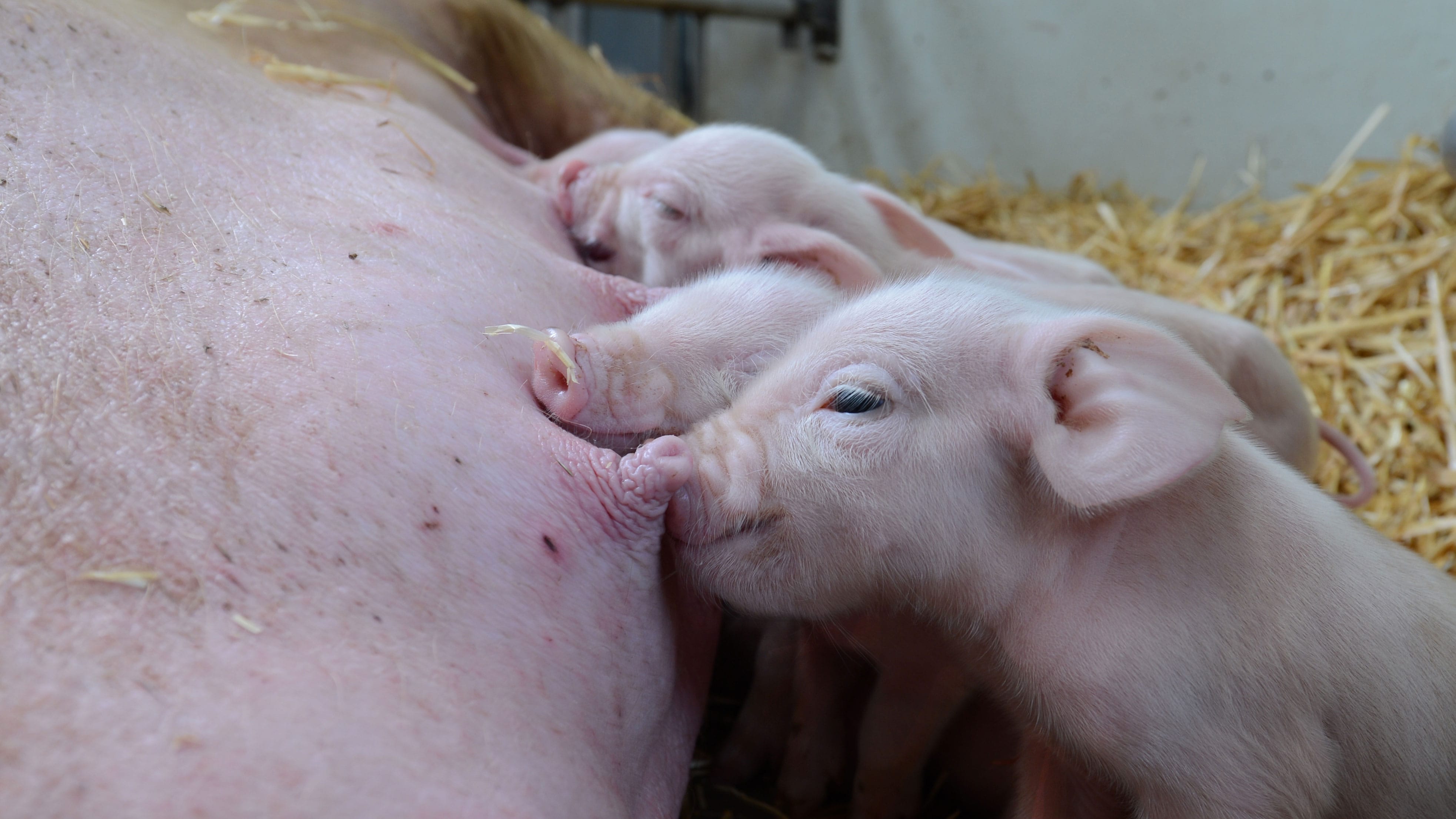 Ferkel müssen schnell viel fressen