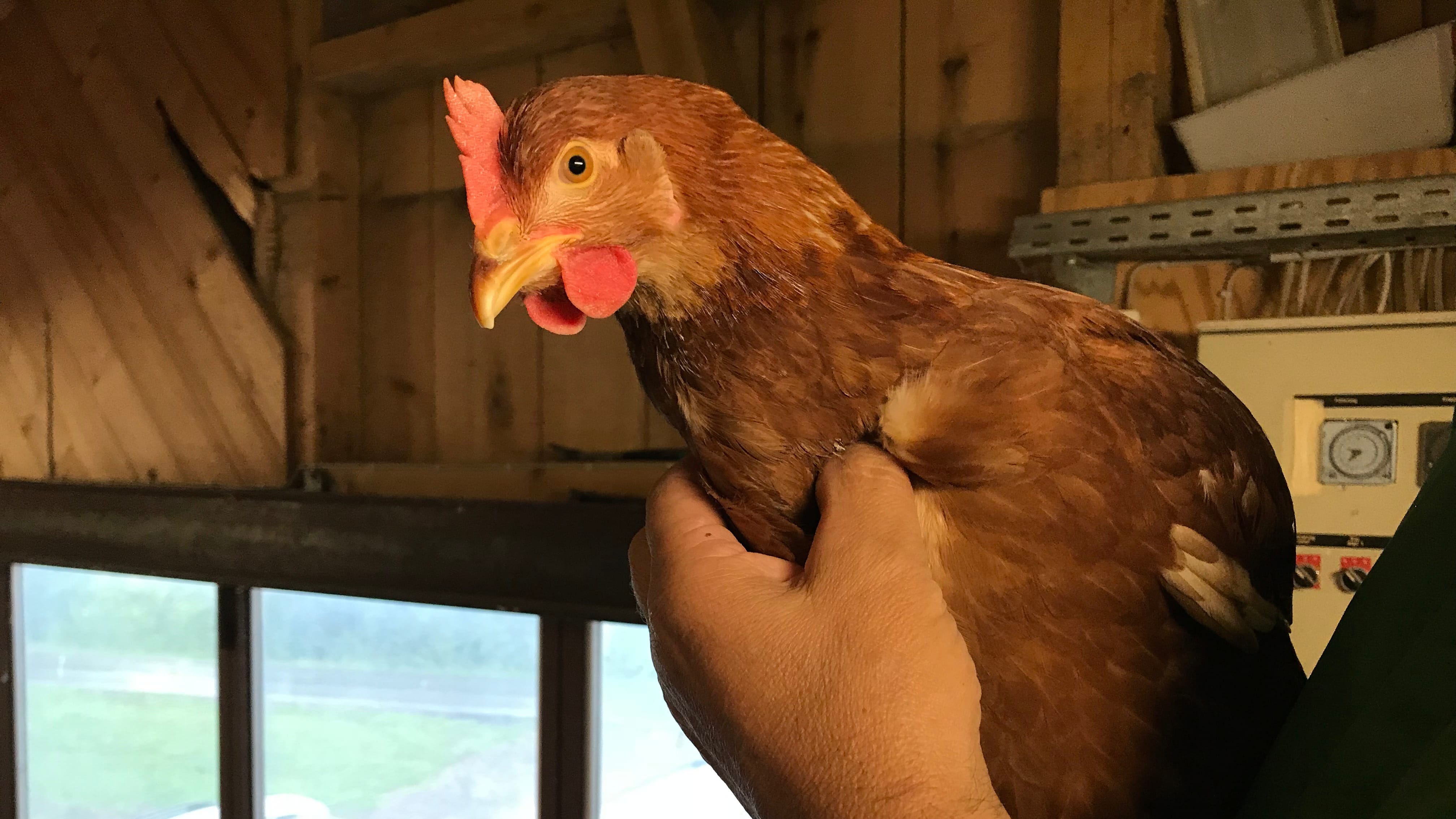 Als zweite Region wird der Hals auf Gefiederschäden und Veränderungen des Kropfes begutachtet.