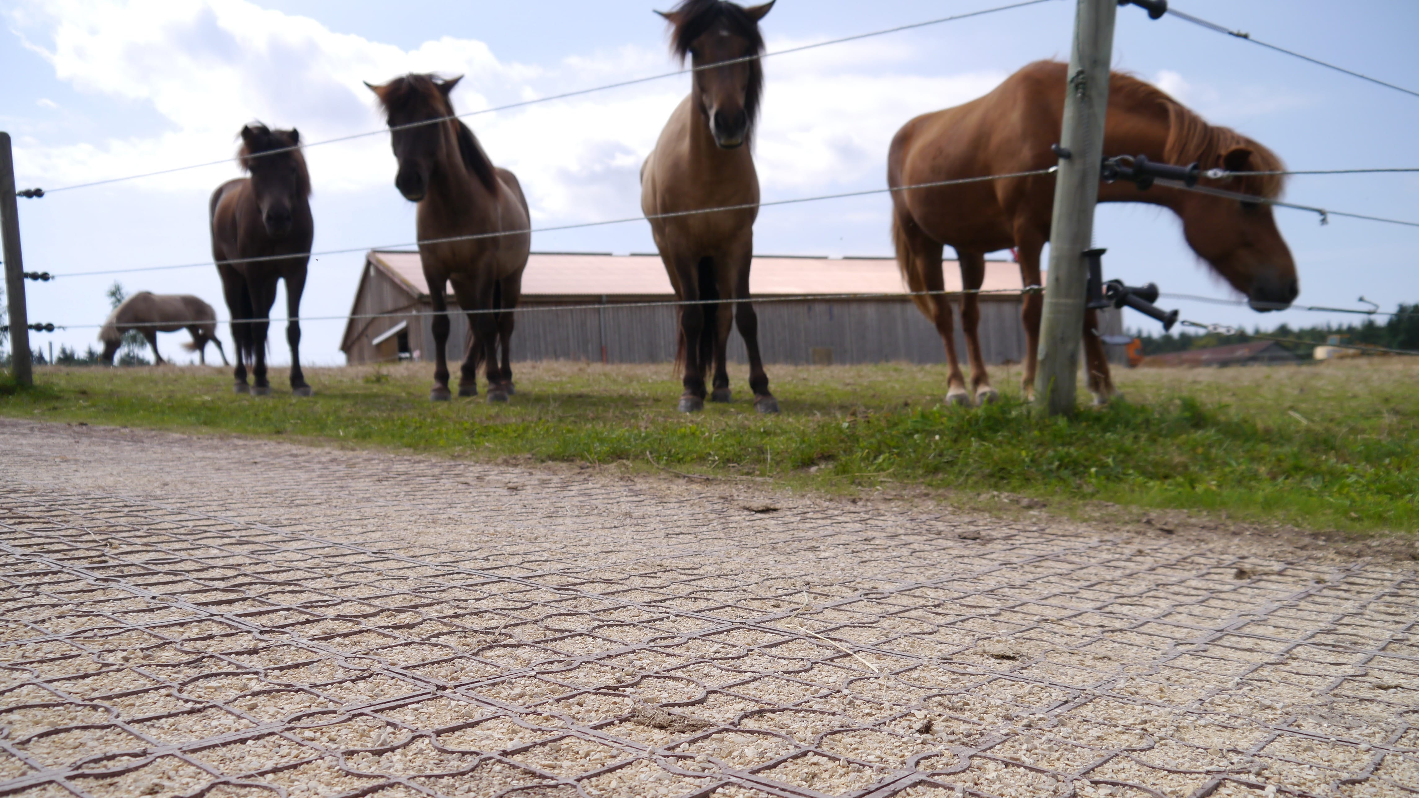 Stabiler und griffiger Boden mit Ecoraster im Bereich Pferdesport