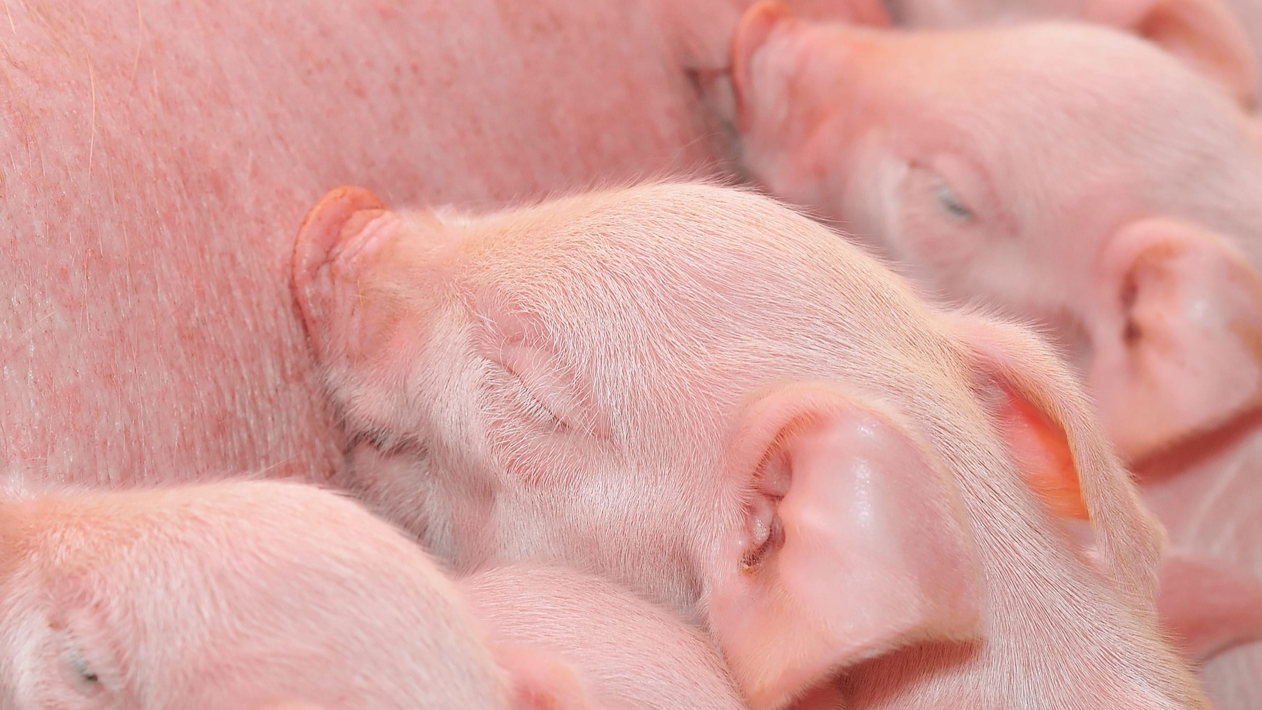 Ein guter Start ist wichtig für die Ferkel und ihre Mutter.